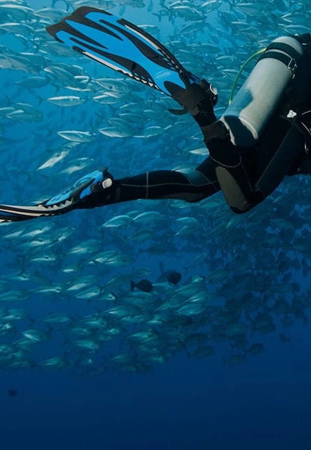 Taucher schwimmt mit Fischen im Ozean, blaue Flossen und Tauchausrüstung