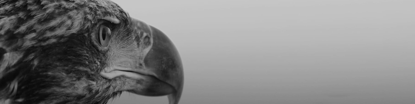 This black and white close-up shows an eagle's intense eye and powerful beak. Detailed feathers are visible against a soft grey background, emphasizing the bird's striking profile, strength, and keen vision.