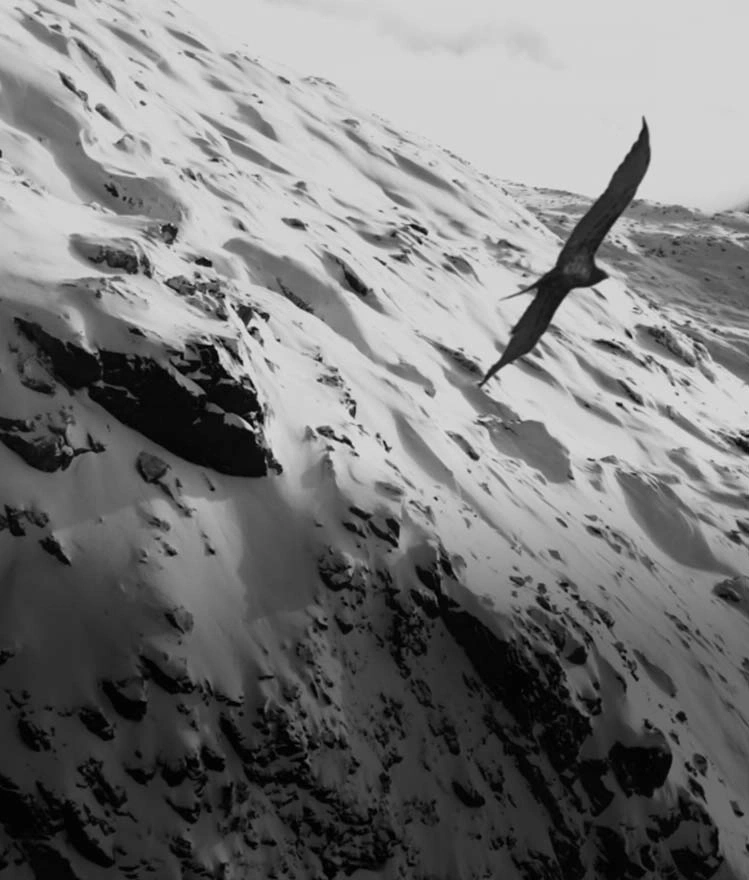 Schwarz-Weiß-Bild eines Vogels, der über eine schneebedeckte Bergkette fliegt.